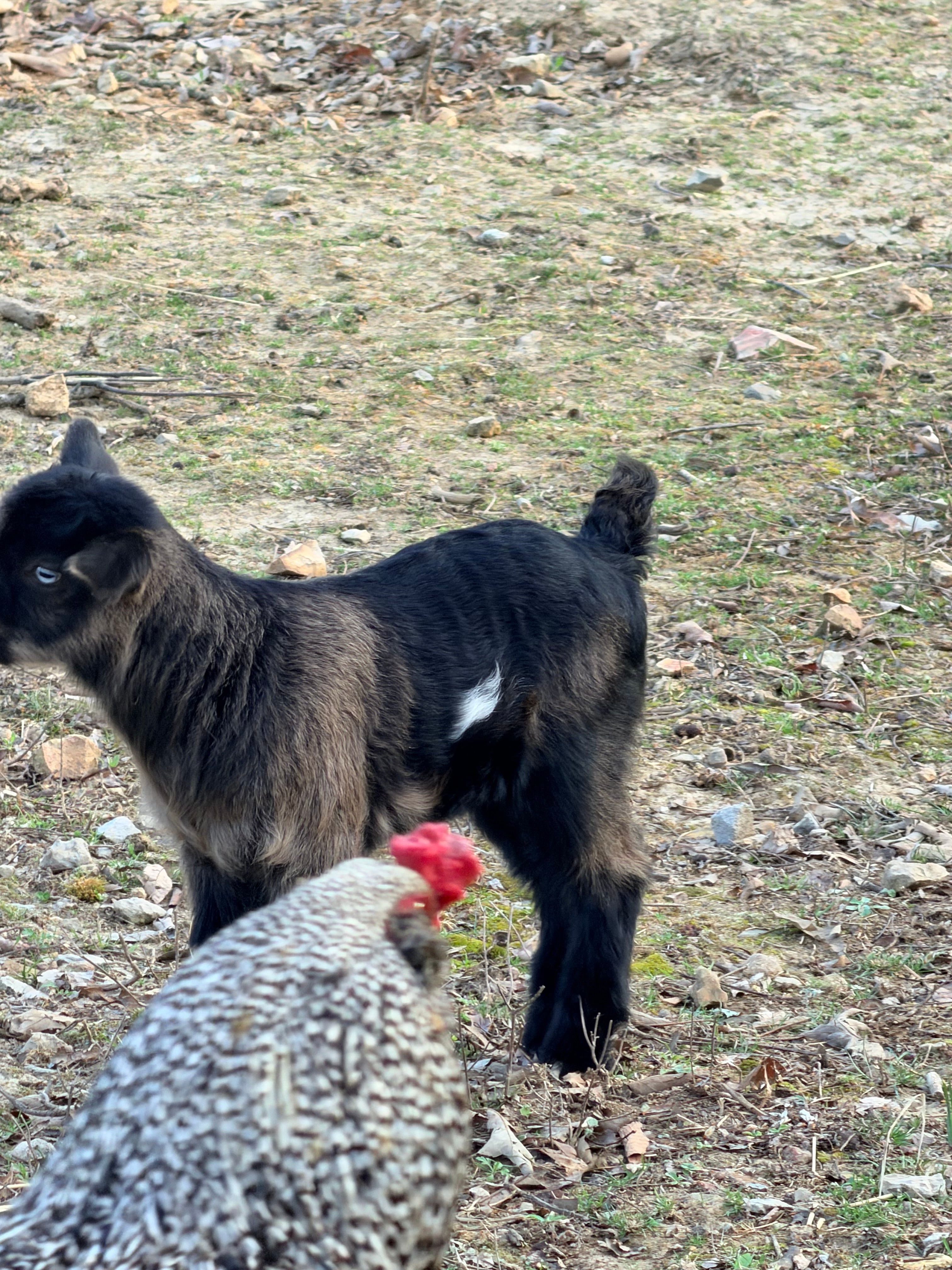 Ruby & Frodo 2026 Doeling