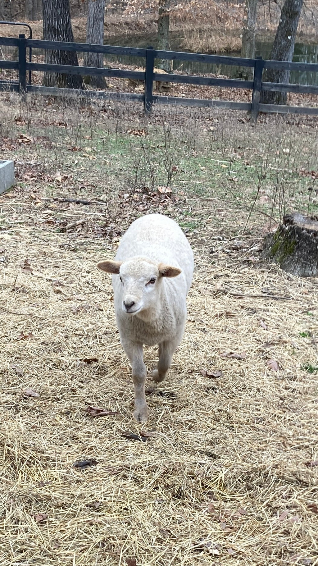Gulf Coast Native Heritage Wool -DK Weight