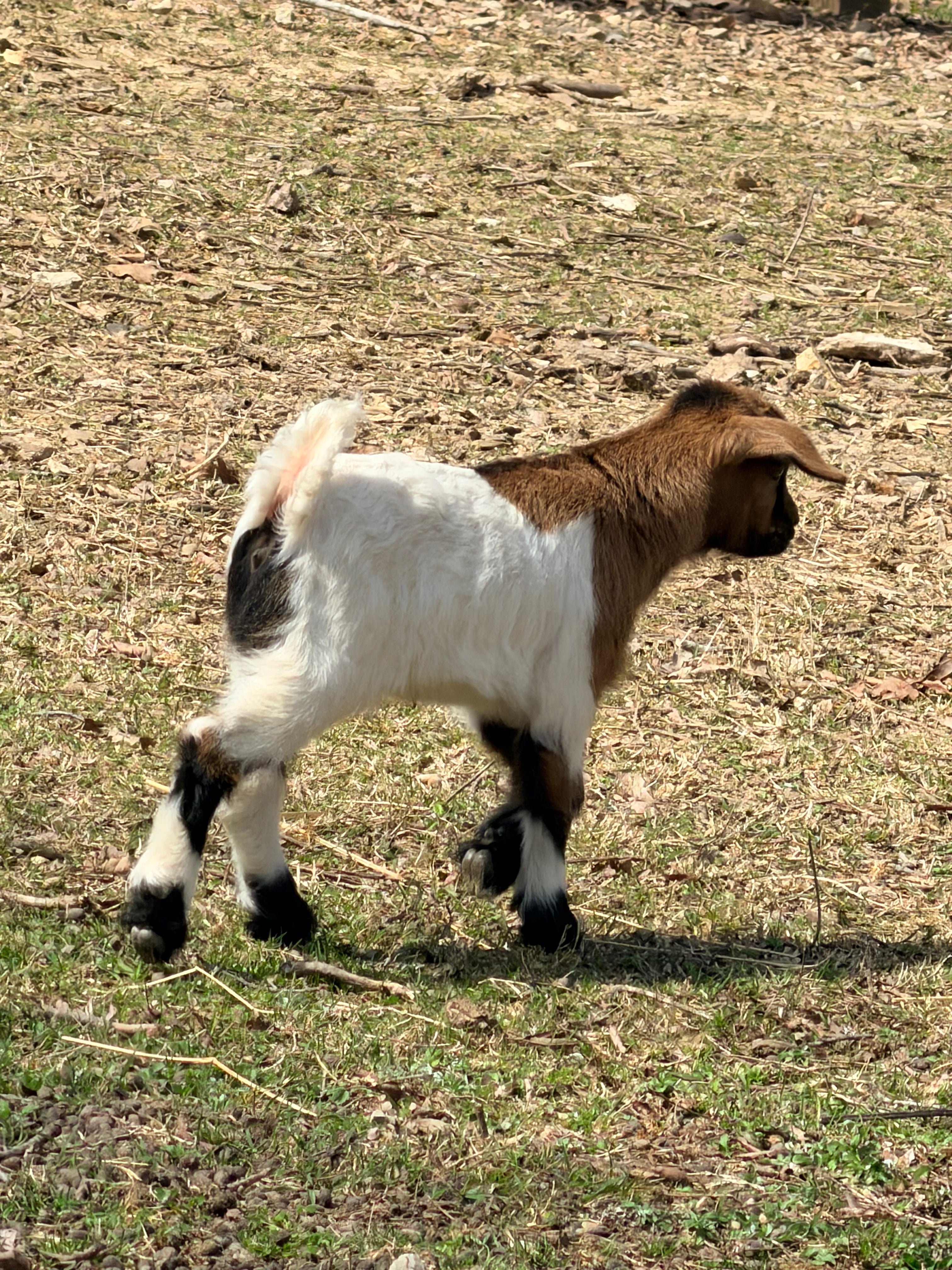 Genevieve & Frodo 2026 Doeling