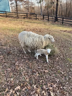 Gulf Coast Native Heritage Wool - Light Sport Weight