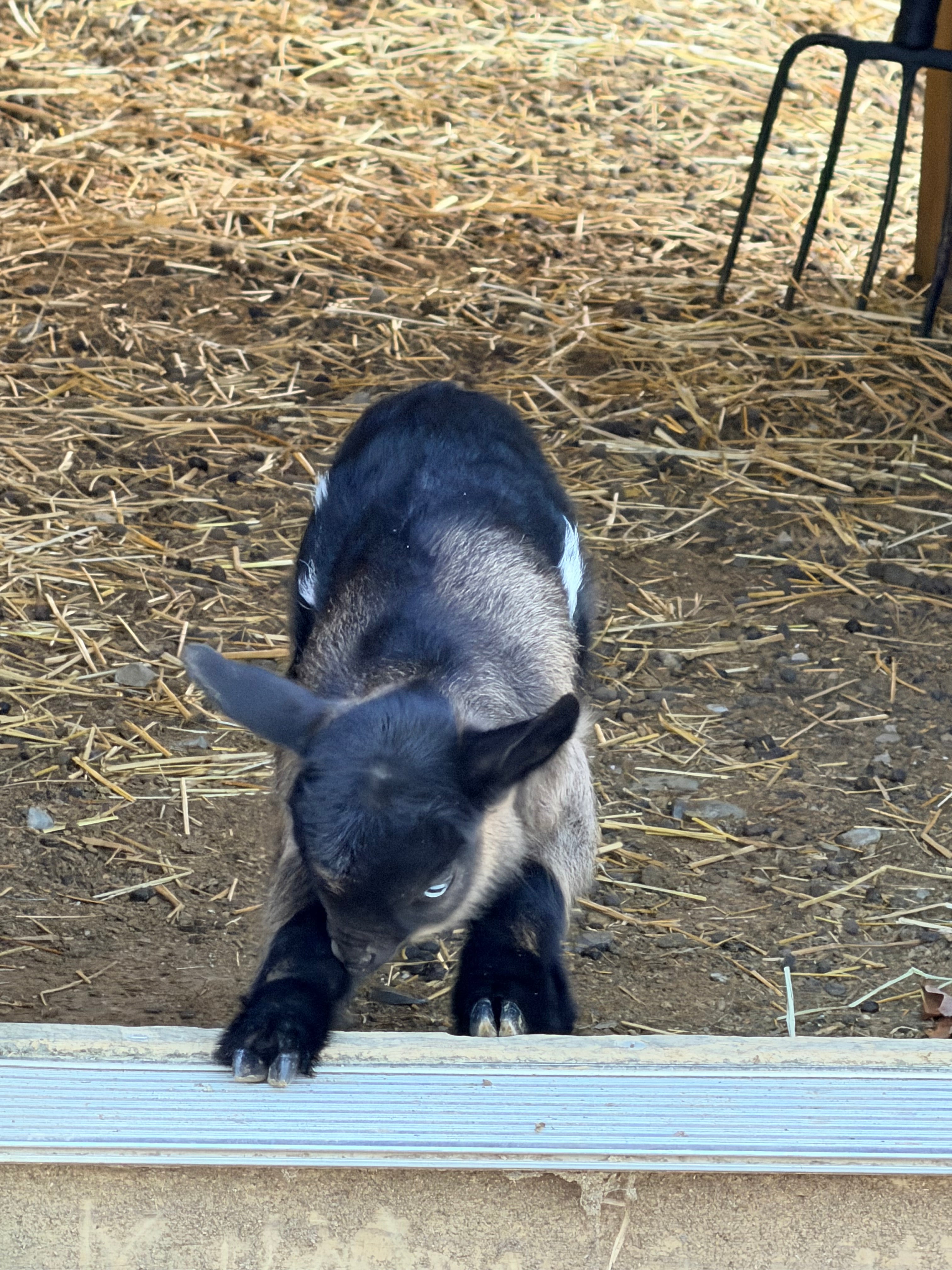 Ruby & Frodo 2026 Doeling