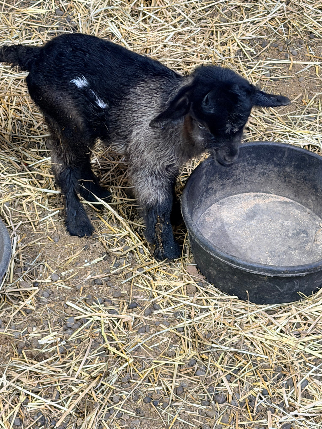 Ruby & Frodo 2026 Doeling