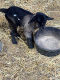 Ruby & Frodo 2026 Doeling