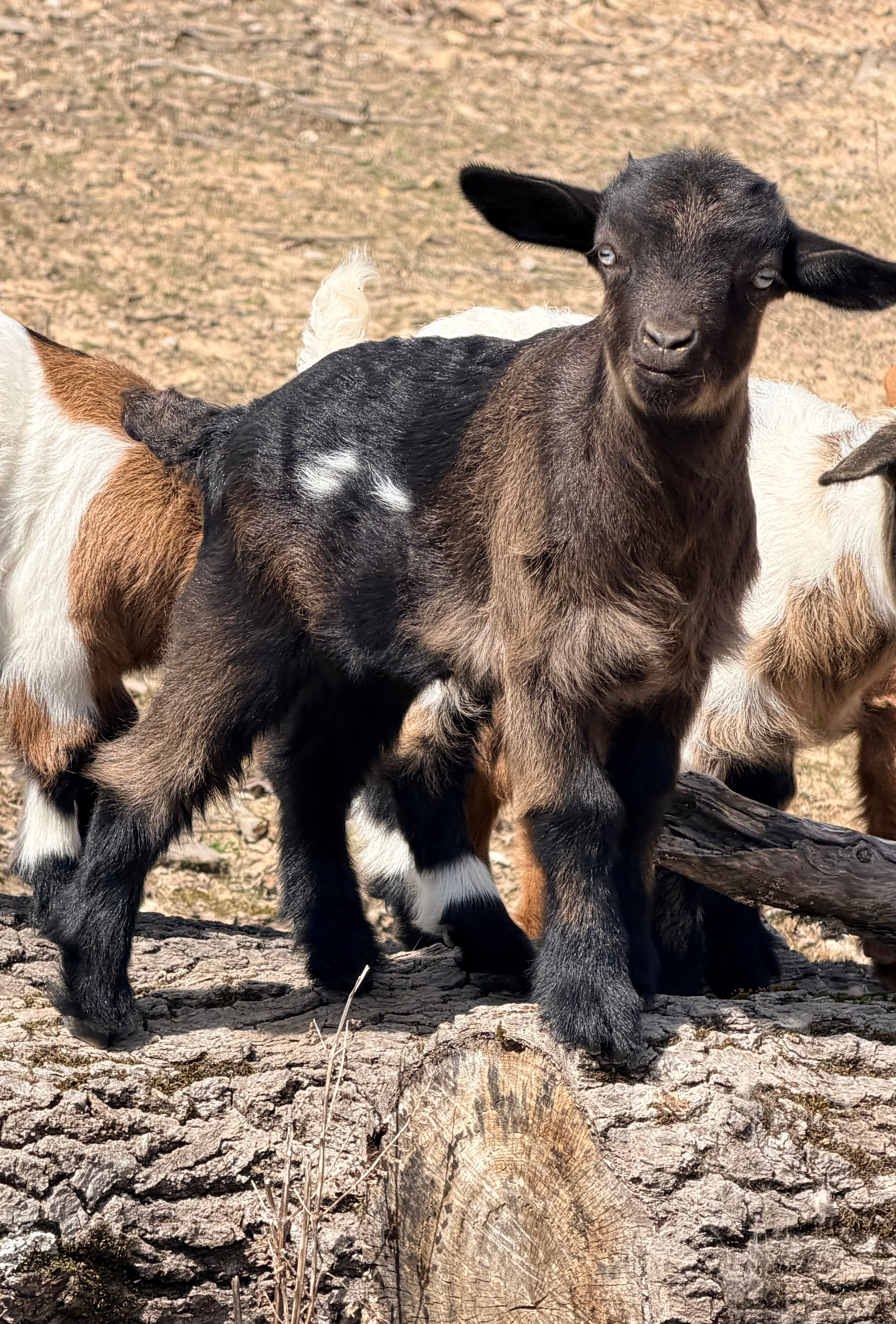 Ruby & Frodo 2026 Doeling