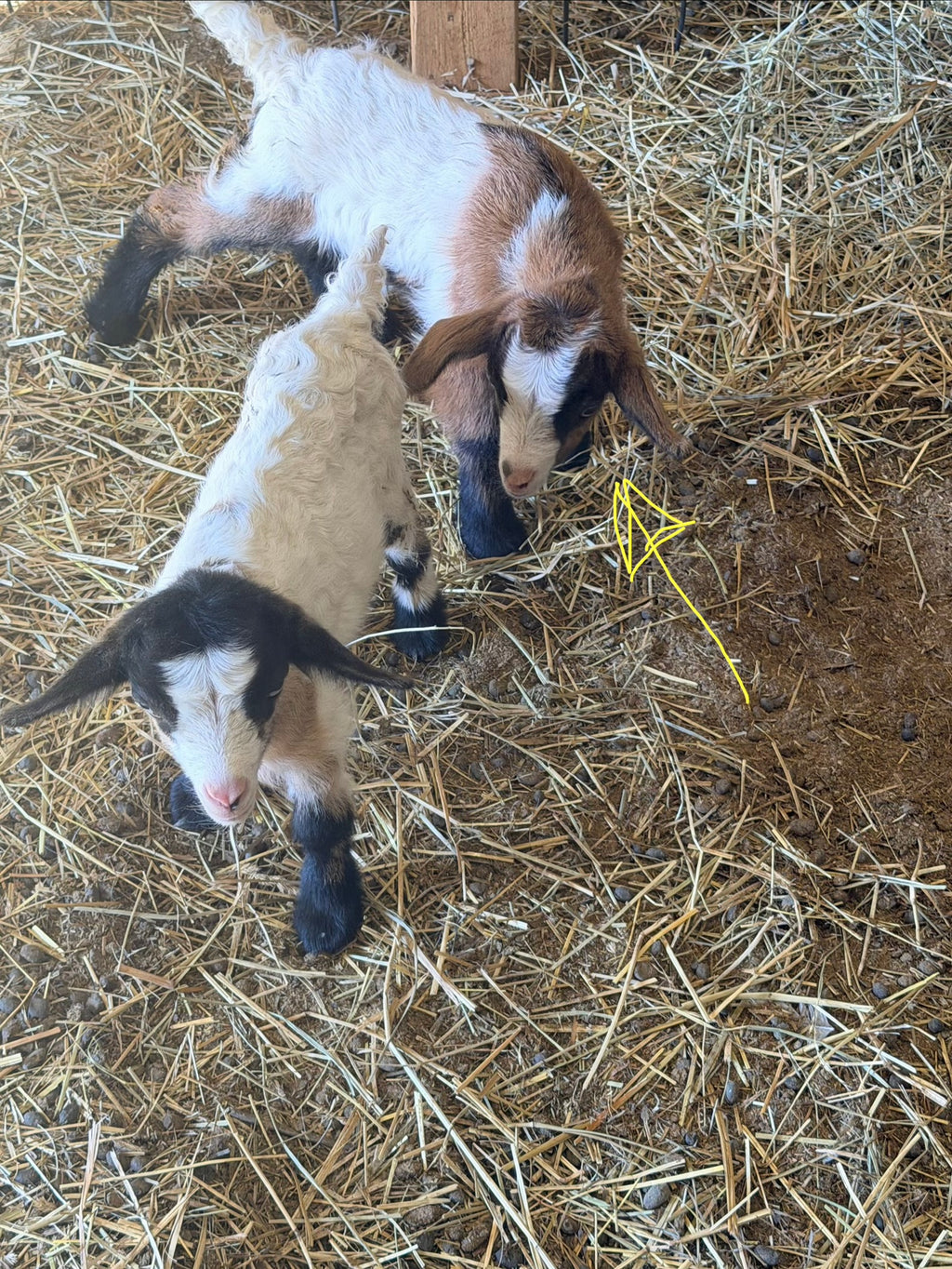 Miss Mim & Frodo 2026 Buckling