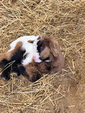 Miss Mim & Frodo 2026 Buckling