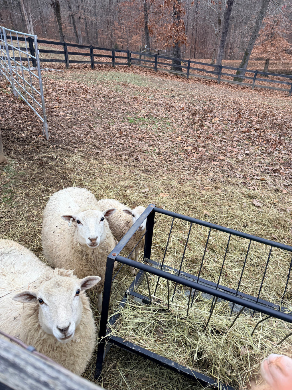 Gulf Coast Native Heritage Wool - Light Sport Weight