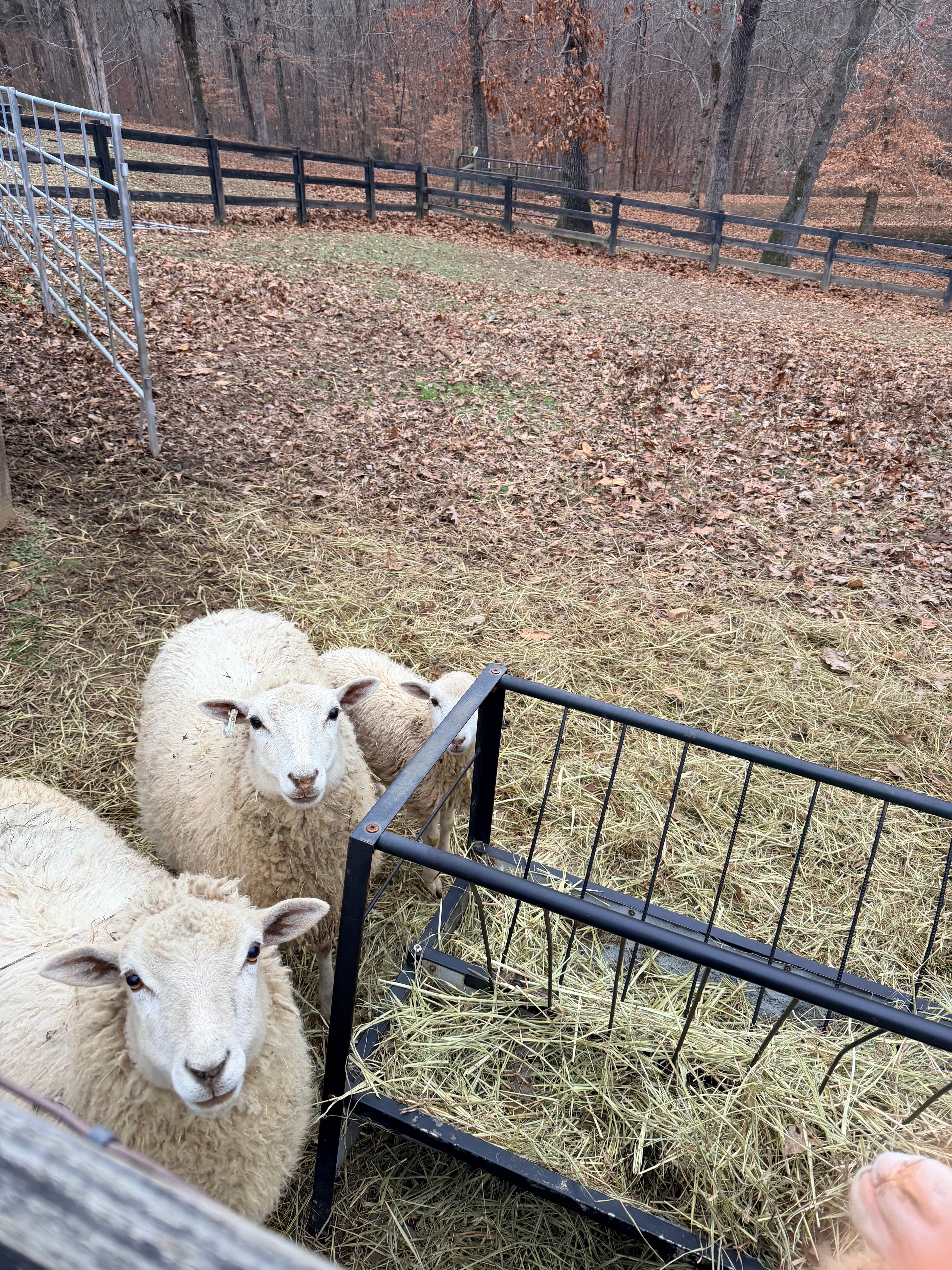 Gulf Coast Native Heritage Wool - Light Sport Weight