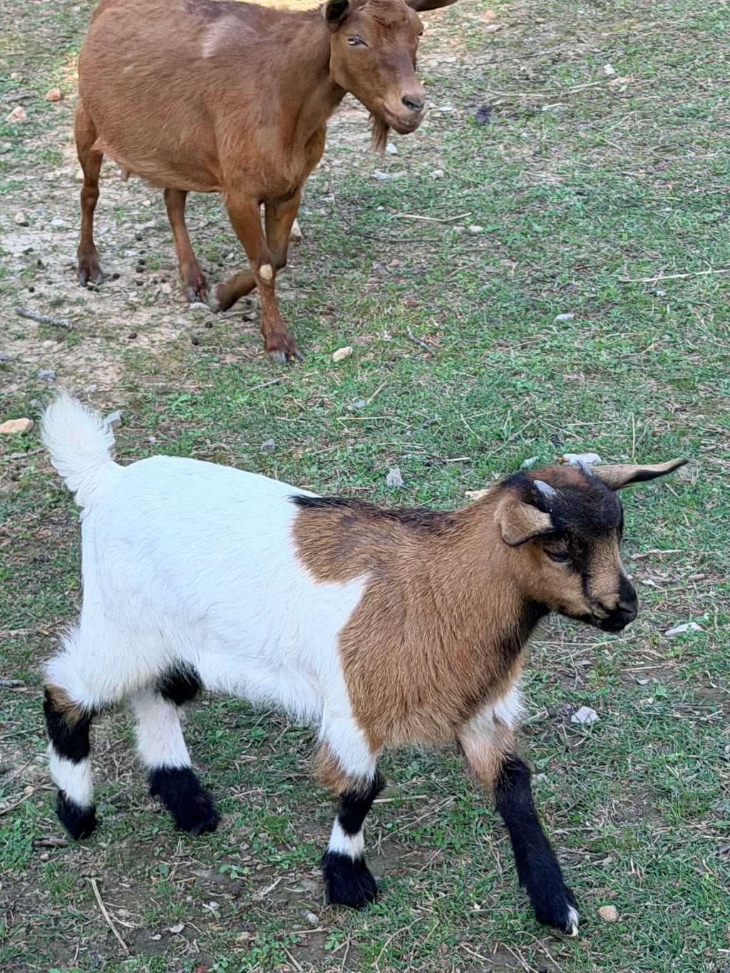 Genevieve & Frodo 2026 Doeling