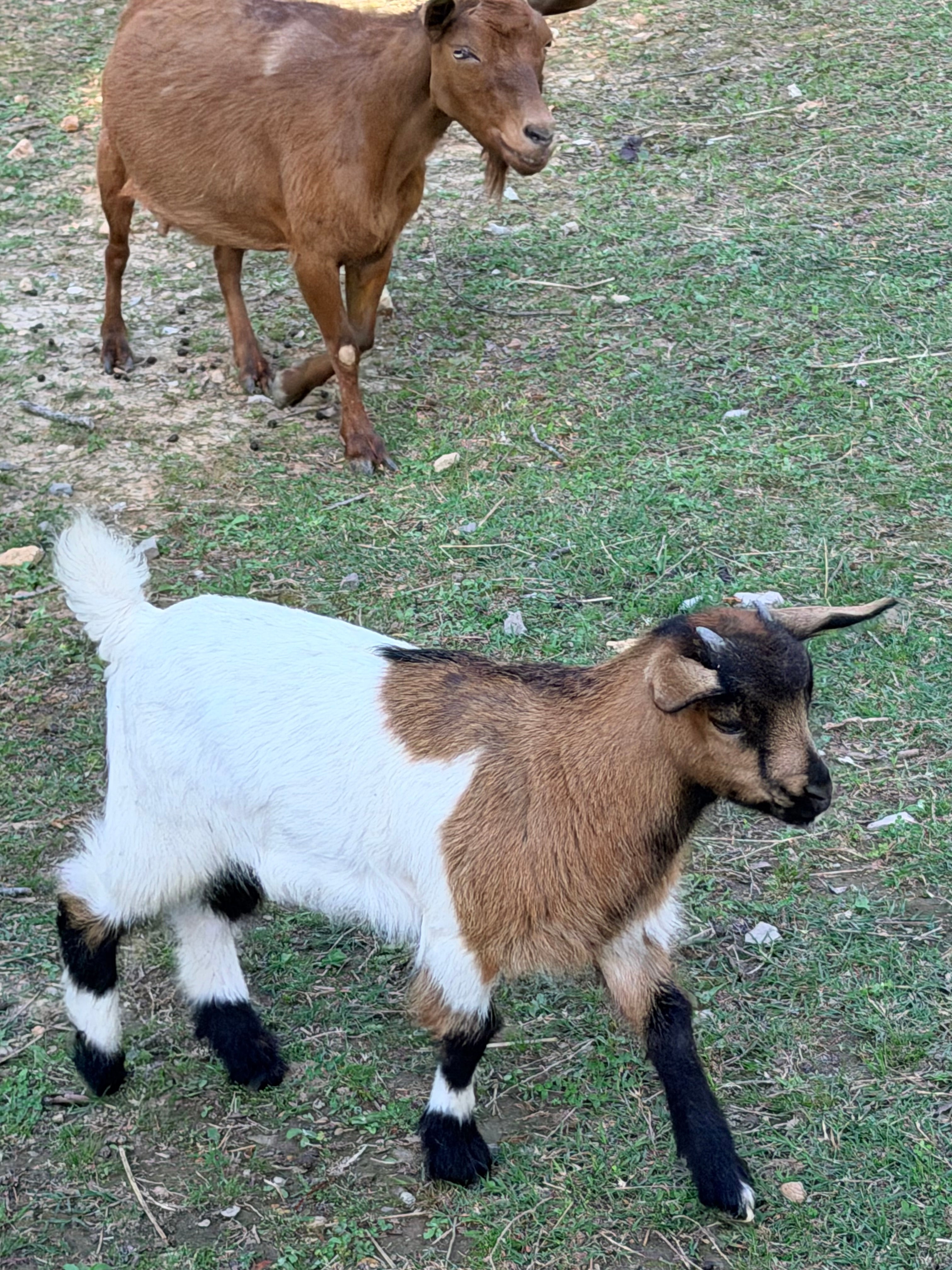 Genevieve & Frodo 2026 Doeling
