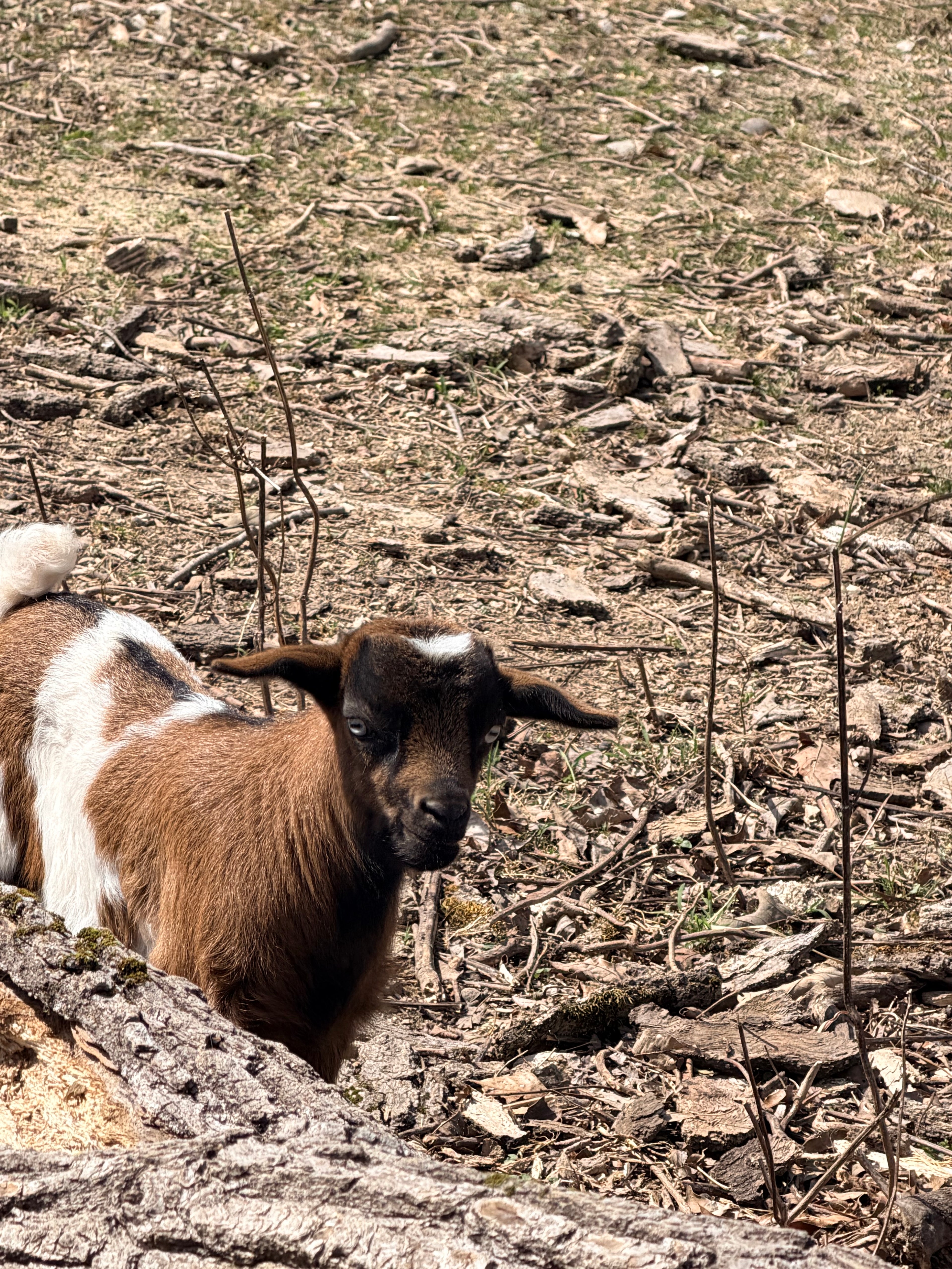 Charlotte & Frodo 2026 Doeling