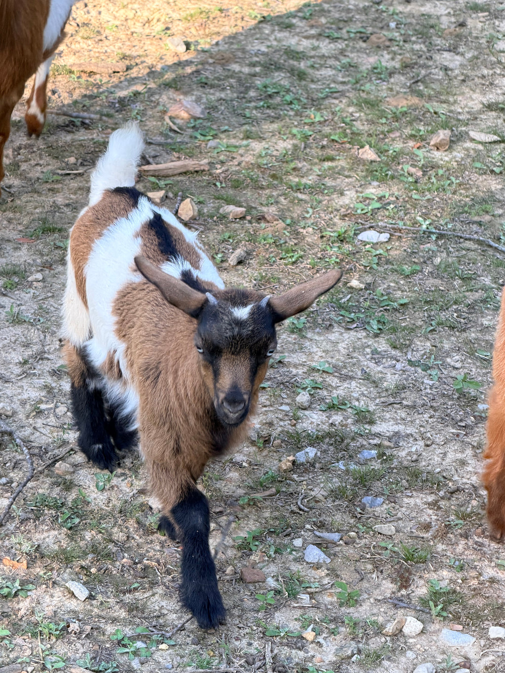 Charlotte & Frodo 2026 Doeling