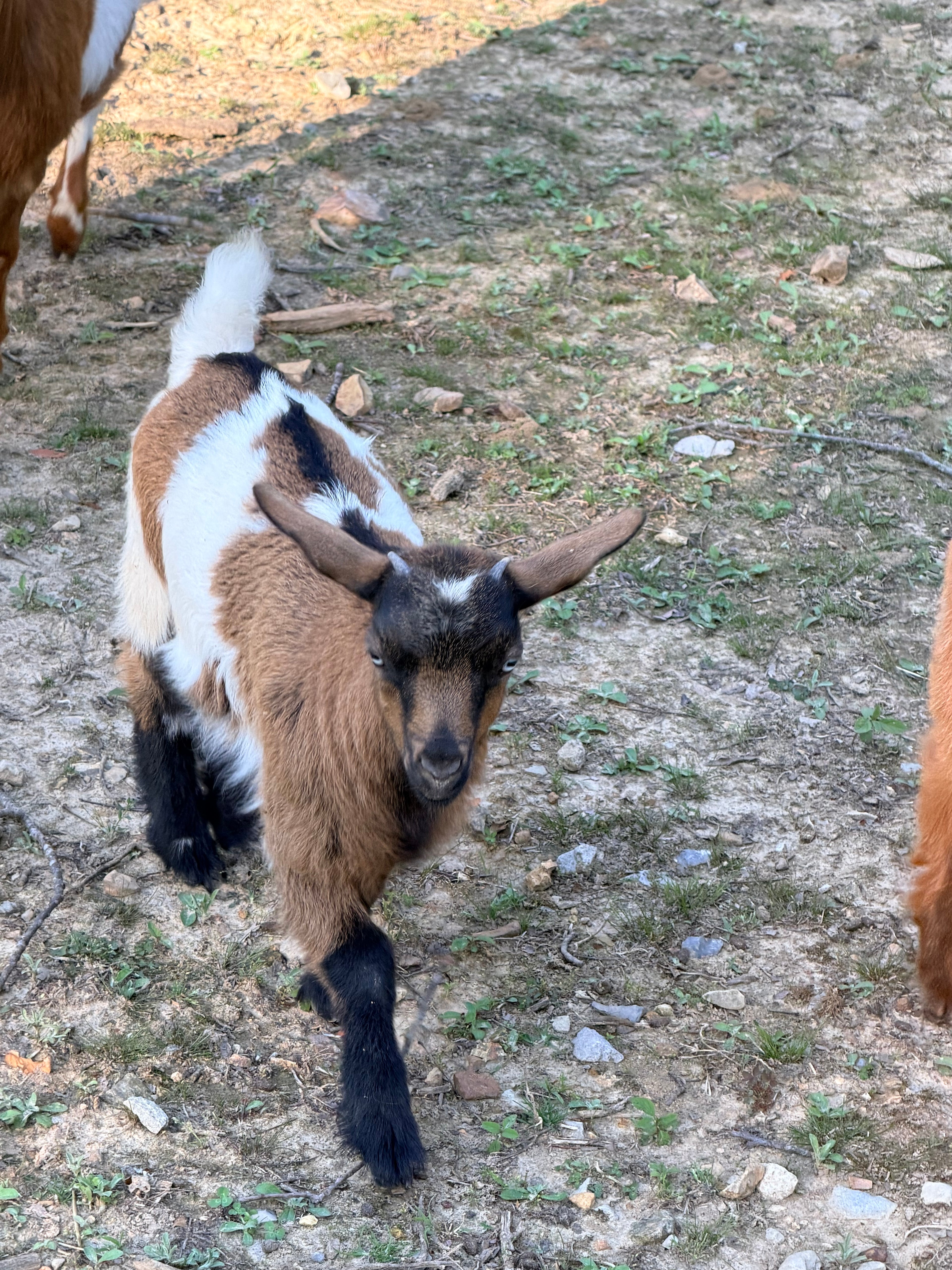 Charlotte & Frodo 2026 Doeling