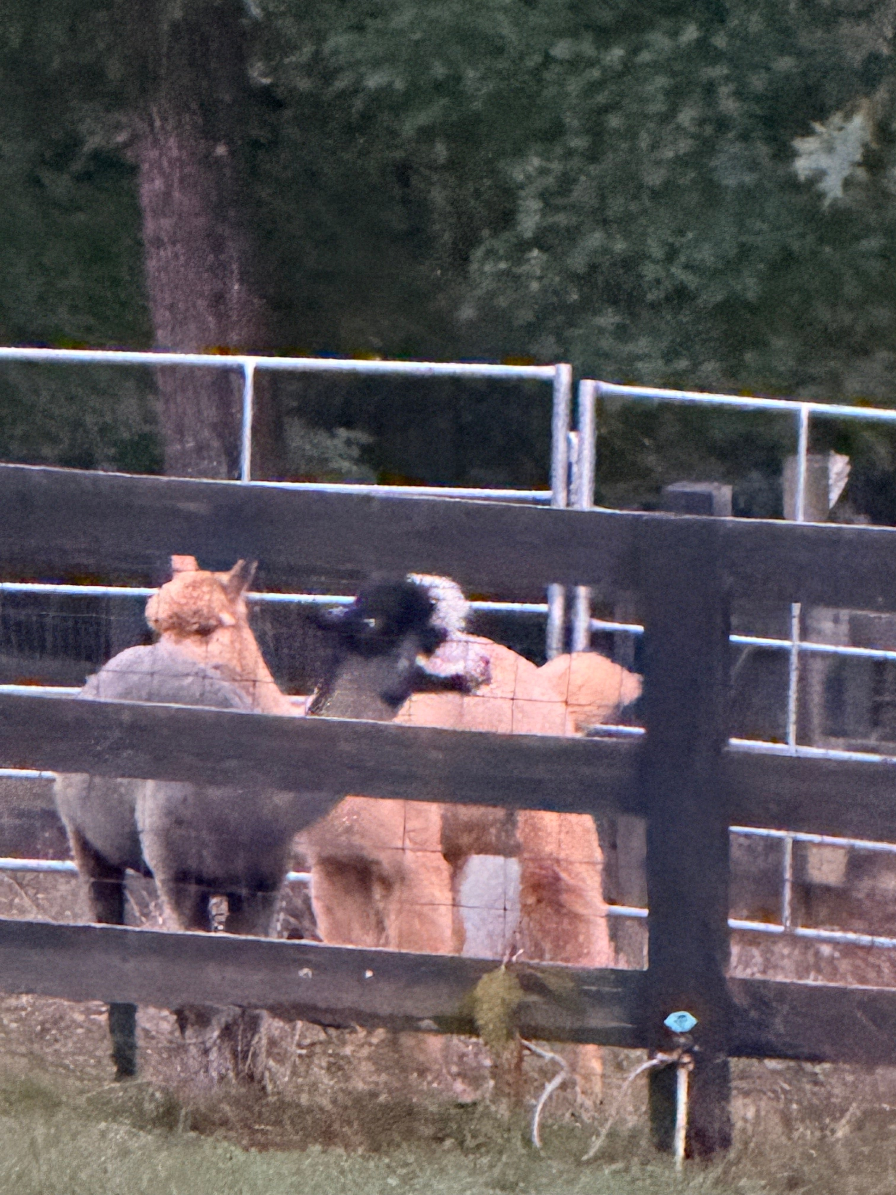 Alpaca Yarn Cakes  - Fingering Weight