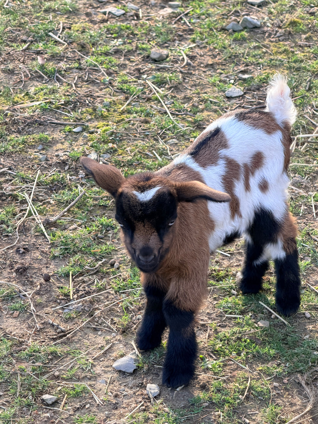 Charlotte & Frodo 2026 Doeling