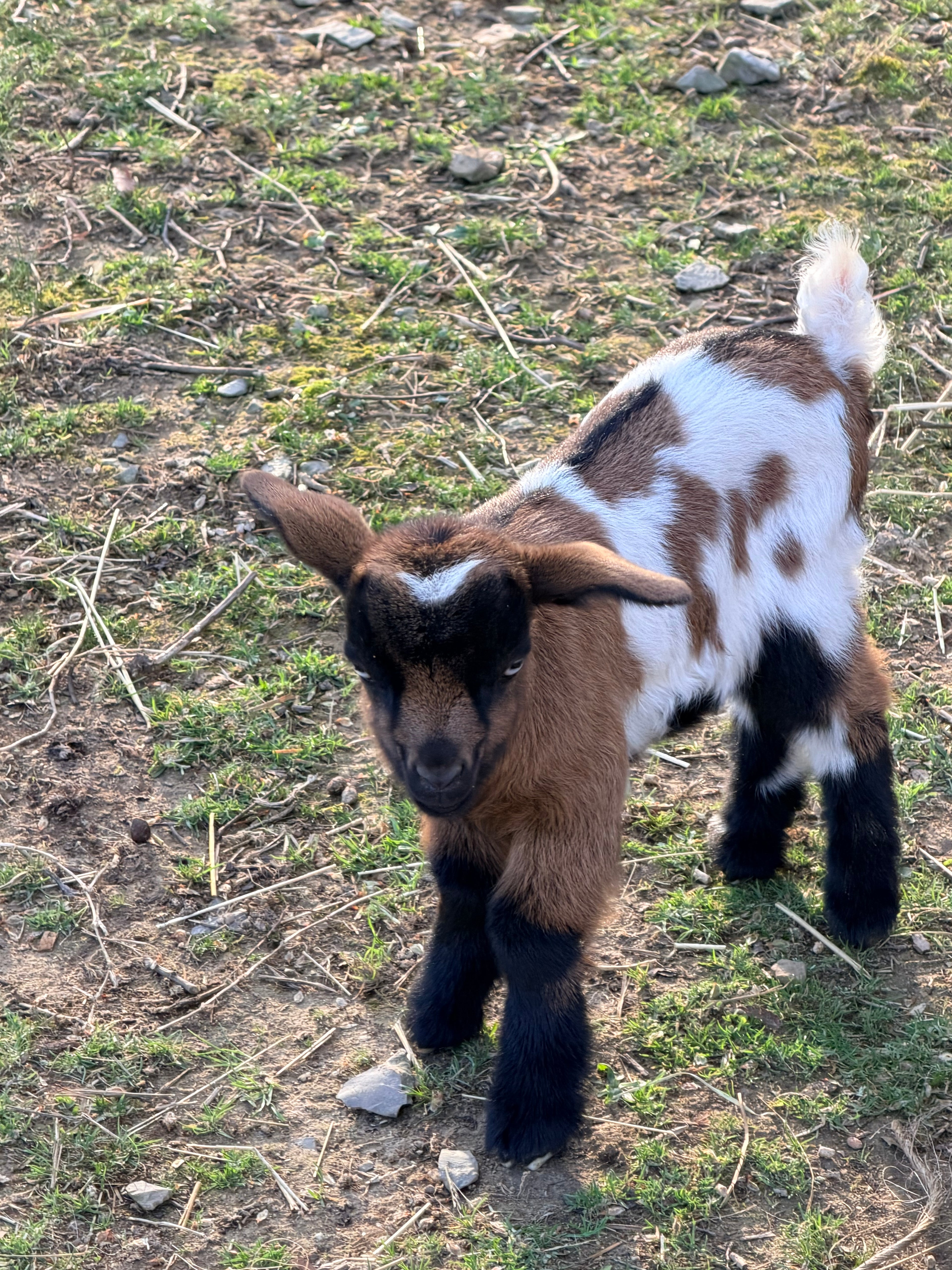 Charlotte & Frodo 2026 Doeling