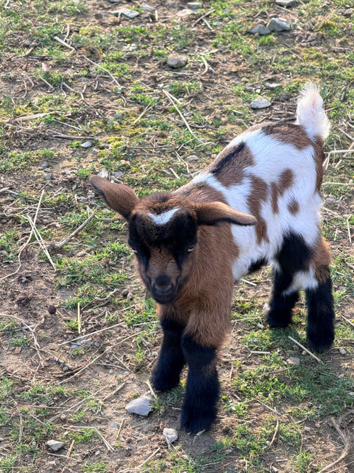 Charlotte & Frodo 2026 Doeling