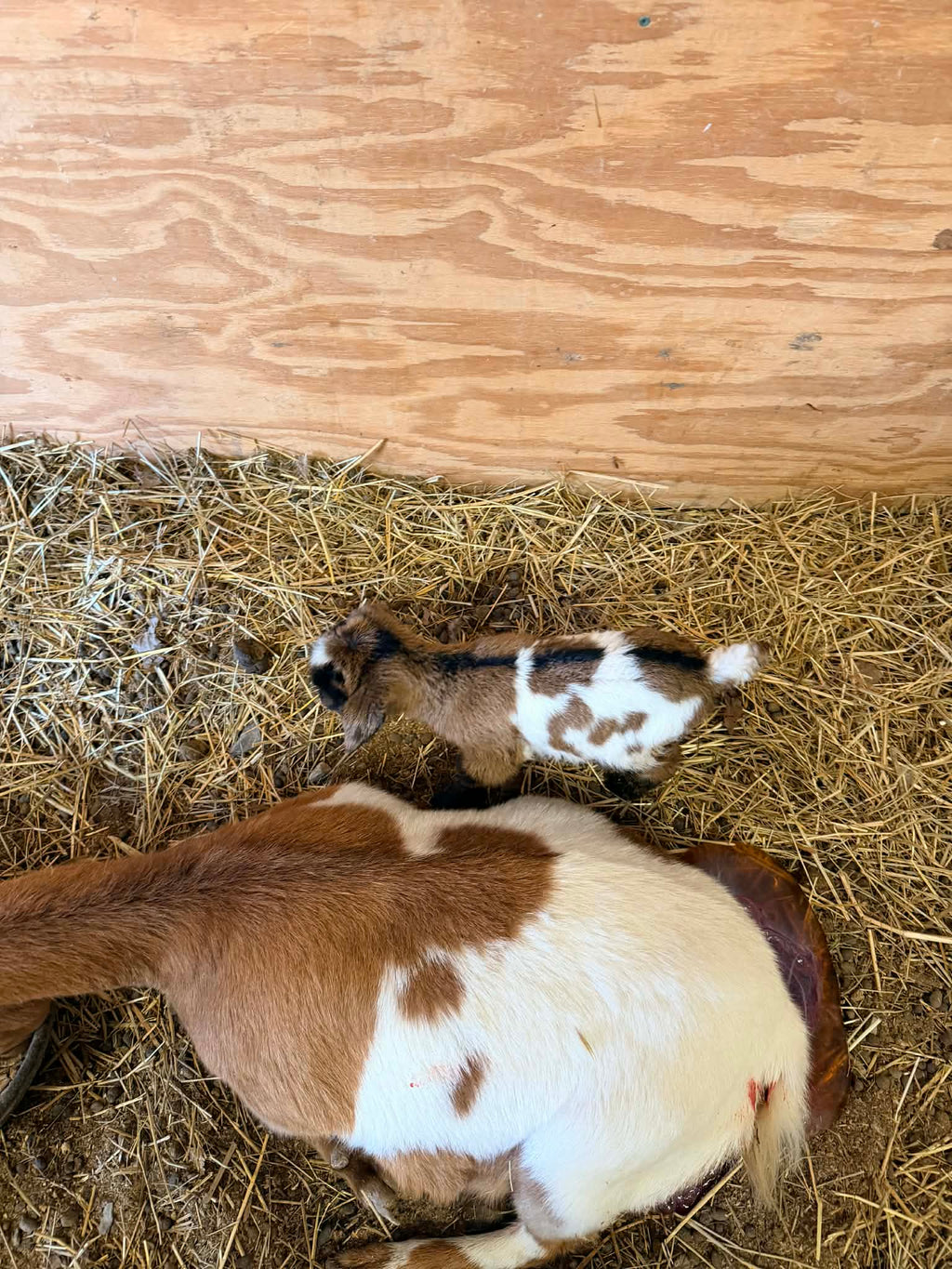 Charlotte & Frodo 2026 Doeling