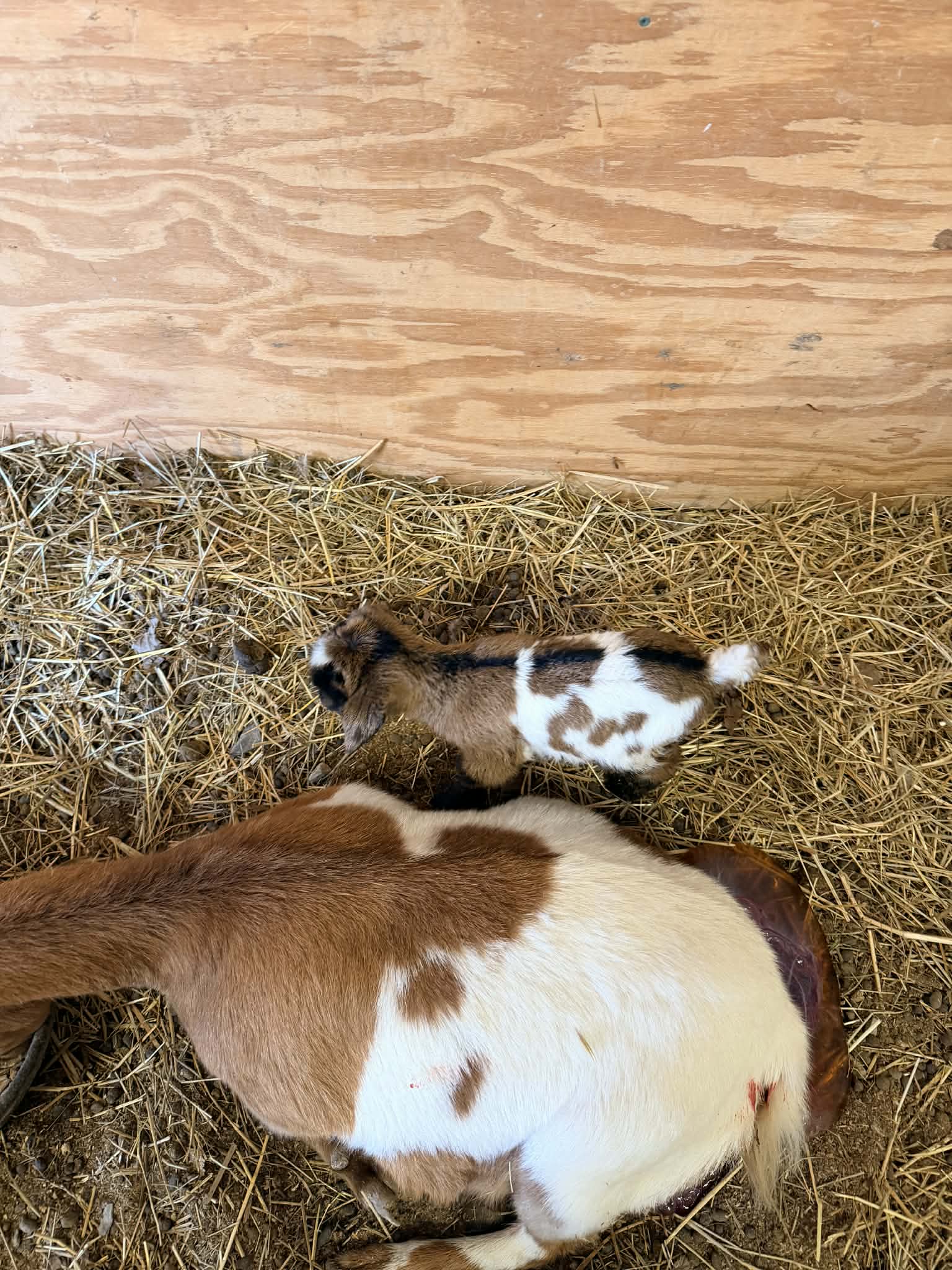Charlotte & Frodo 2026 Doeling