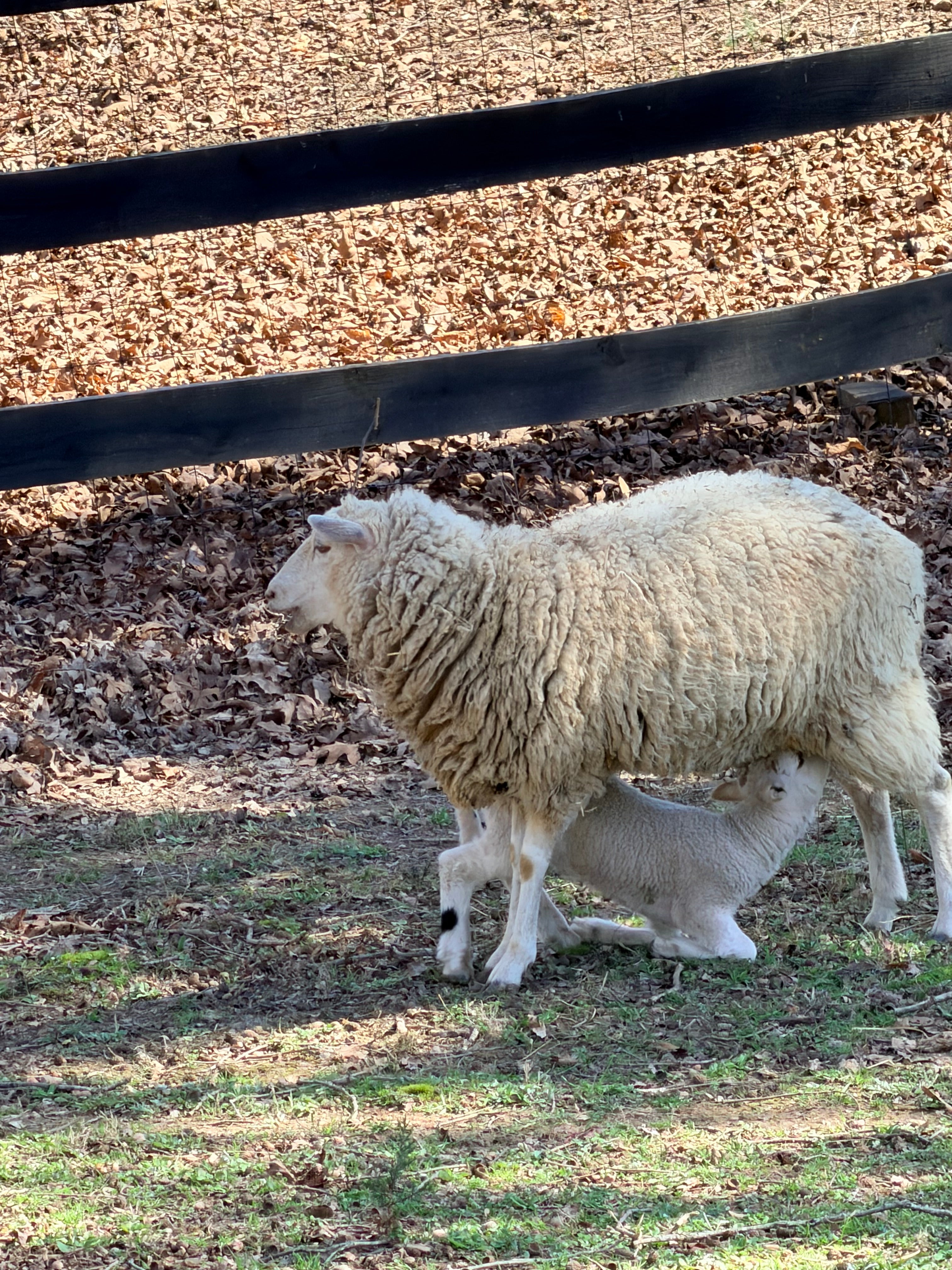 Gulf Coast Native Heritage Wool - Light Sport Weight
