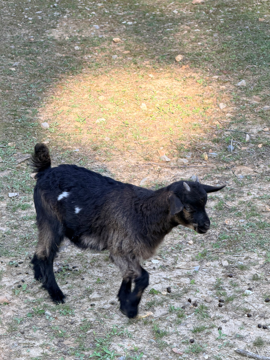 Ruby & Frodo 2026 Doeling