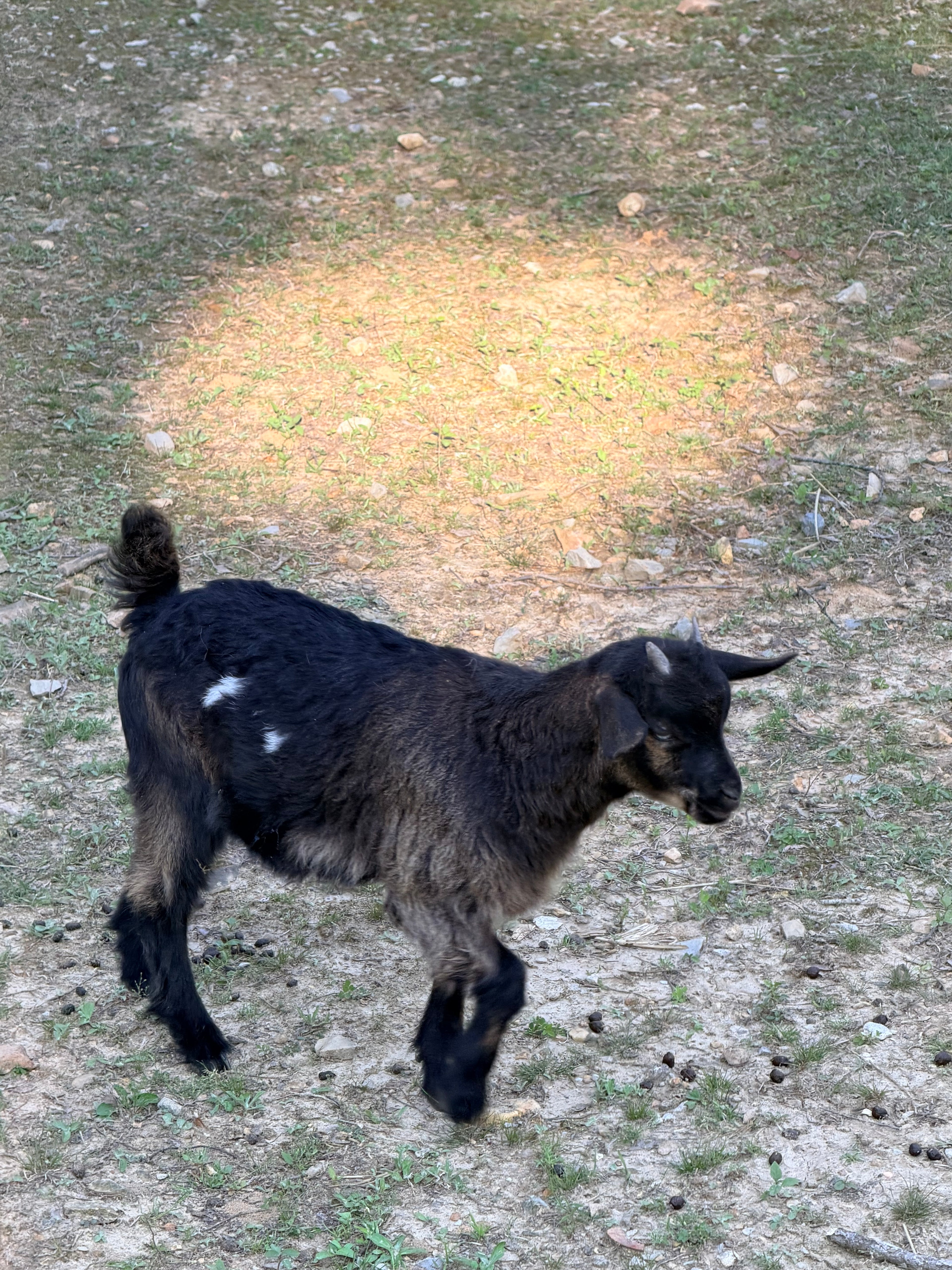 Ruby & Frodo 2026 Doeling